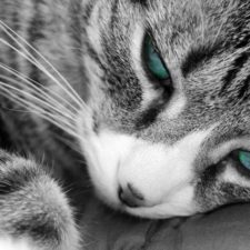 シュレーディンガーは量子猫の夢を見たか?